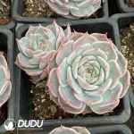 Echeveria Pikachu Double Heads - Image 2