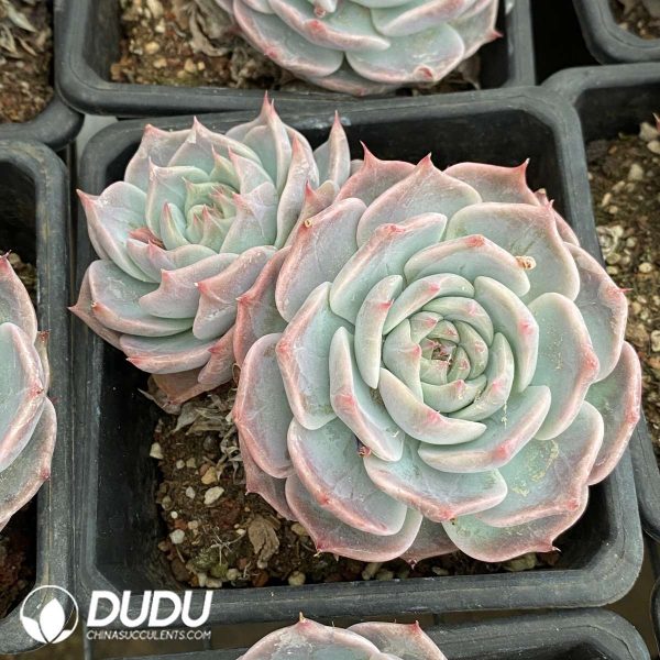 Echeveria Pikachu Double Heads - Image 2