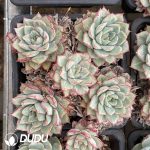 Echeveria White Root Variegated Clustering