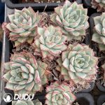 Echeveria White Root Variegated Clustering - Image 2