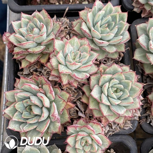 Echeveria White Root Variegated Clustering - Image 2