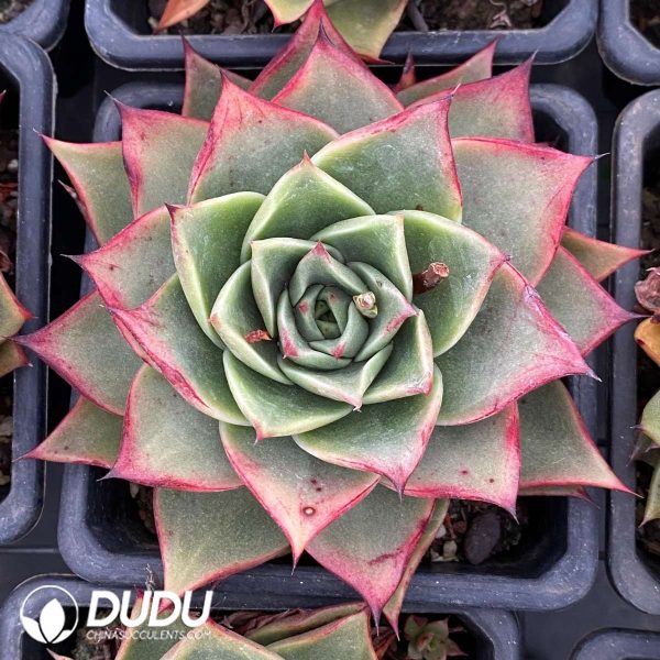 09556D90201.jpg Echeveria Tesla - Image 1