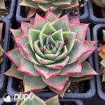 Echeveria Tesla - Image 2