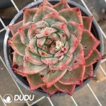 Echeveria Red Wine Champagne