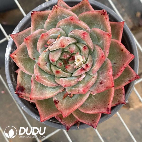Echeveria Red Wine Champagne - Image 1