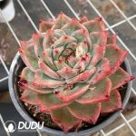 Echeveria Red Wine Champagne - Image 2