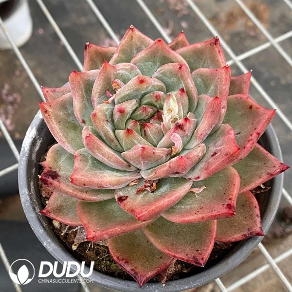 Echeveria Red Wine Champagne - Image 2