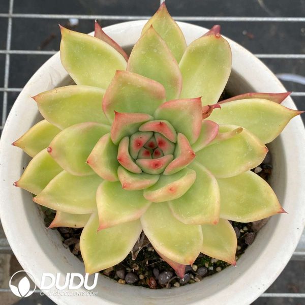 09558D150201.jpg Echeveria Frank - Image 1