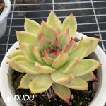 Echeveria Frank - Image 2