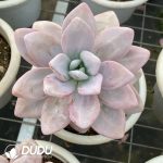 Graptoveria Pink Rabbit