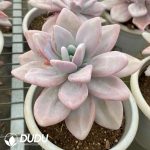 Graptoveria Pink Rabbit - Image 2