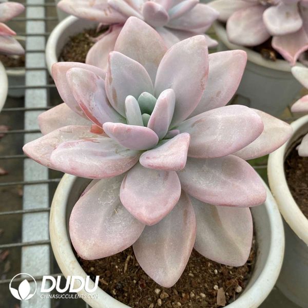 Graptoveria Pink Rabbit - Image 2