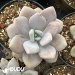 Graptoveria Pink Rabbit