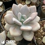 Graptoveria Pink Rabbit - Image 2