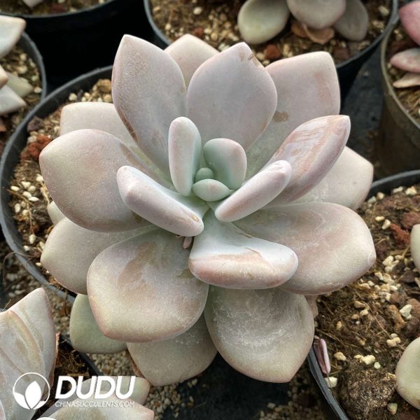 Graptoveria Pink Rabbit - Image 2