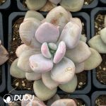 Graptoveria Pink Rabbit