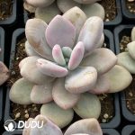 Graptoveria Pink Rabbit - Image 2