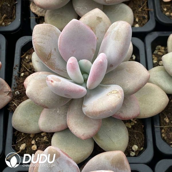 Graptoveria Pink Rabbit - Image 2