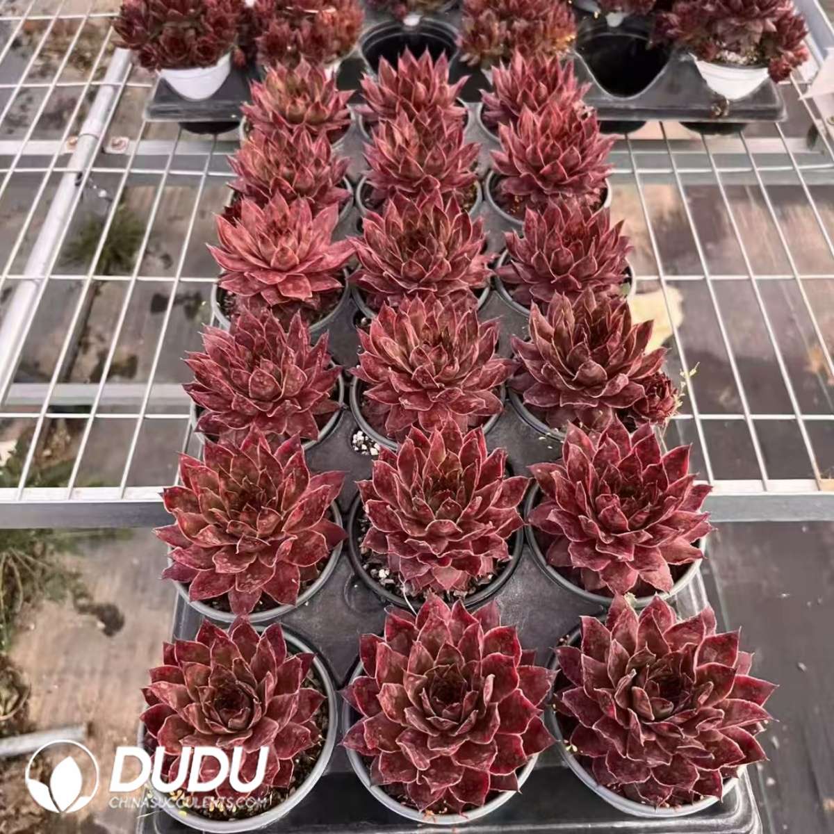 09591D90201.jpg Sempervivum Adamina - Image 1