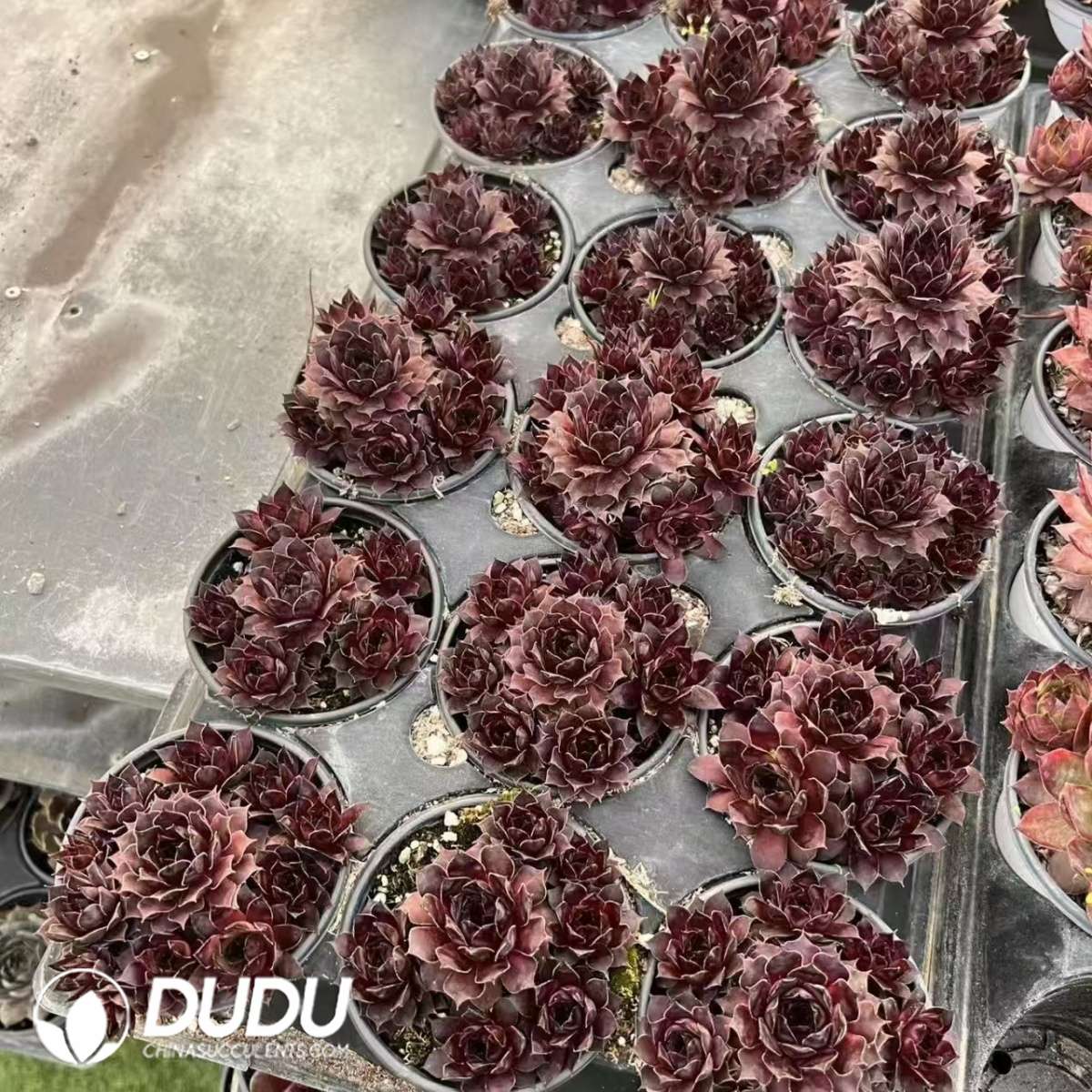 09615D90201.jpg Sempervivum Intensity - Image 1