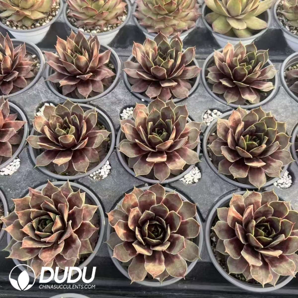 09617D90201.jpg Sempervivum Black Mamba - Image 1