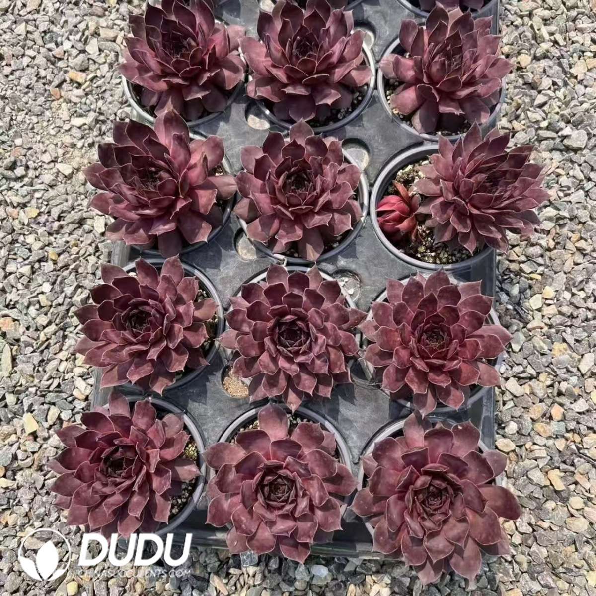 09618D90201.jpg Sempervivum Legolas - Image 1