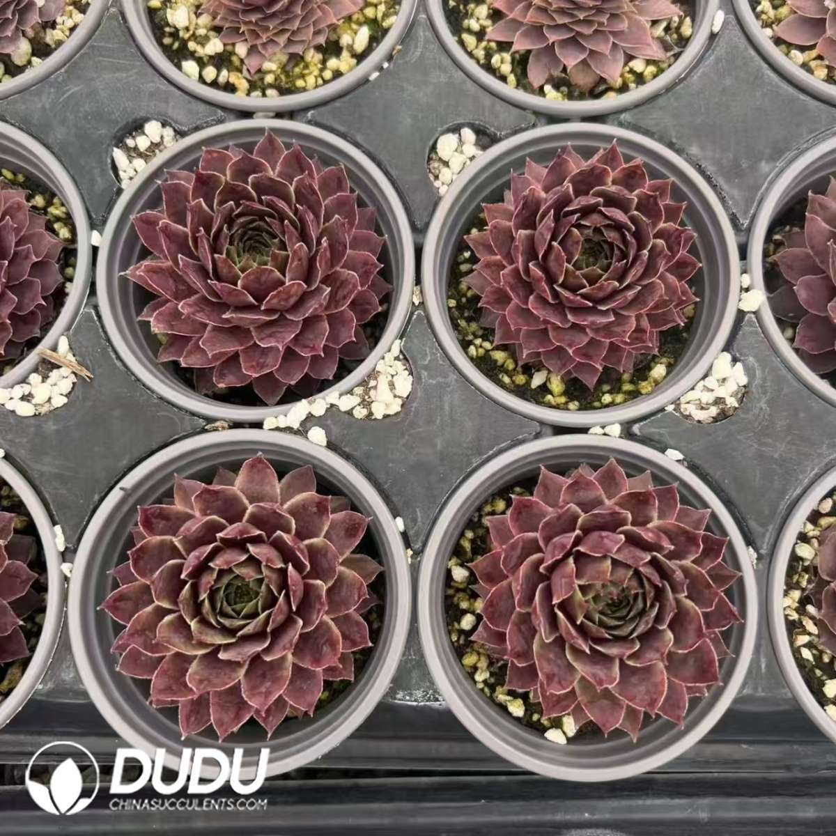 09620D90201.jpg Sempervivum Daniu - Image 1