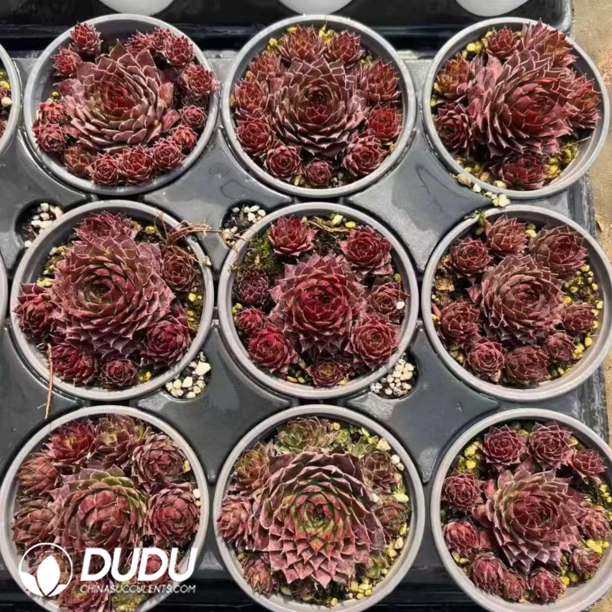 09621D90201.jpg Sempervivum Dallas - Image 1