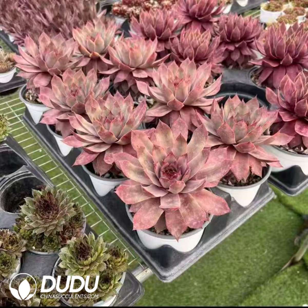 09634D120201.jpg Sempervivum Blue M82 - Image 1