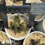 Pseudolithos migiurtinus
