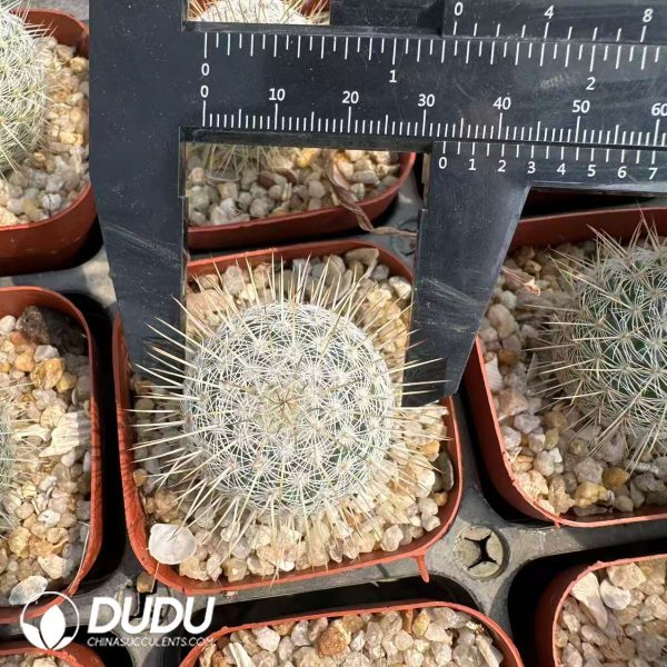 Mammillaria dixanthocentron - Image 1