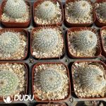 Mammillaria dixanthocentron - Image 2