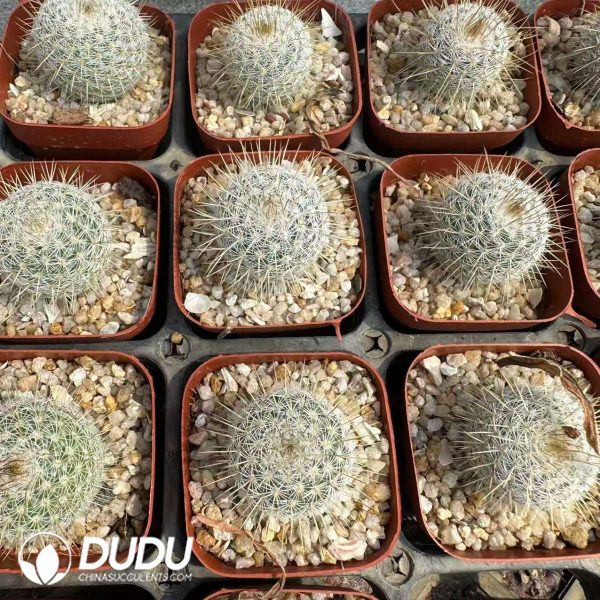 Mammillaria dixanthocentron - Image 2