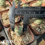Ortegocactus macdougalli