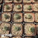 Ortegocactus macdougalli - Image 2