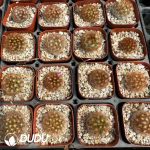 Mammillaria carmenae rubra - Image 2