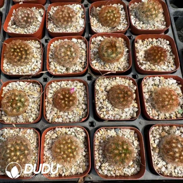 Mammillaria carmenae rubra - Image 2