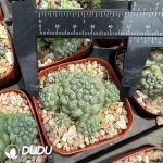 Mammillaria schumannii
