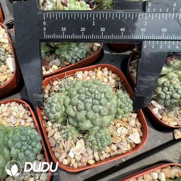09640D50201.jpg Mammillaria schumannii - Image 1
