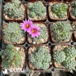 Mammillaria schumannii - Image 2