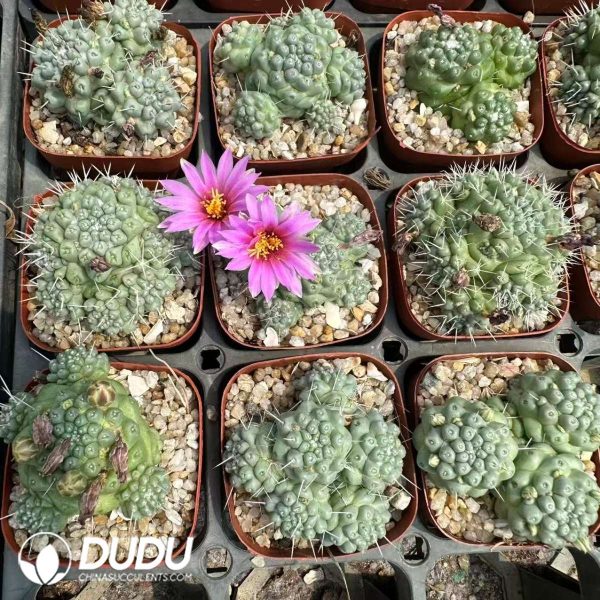 Mammillaria schumannii - Image 2