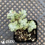 Crassula Egret Clustering