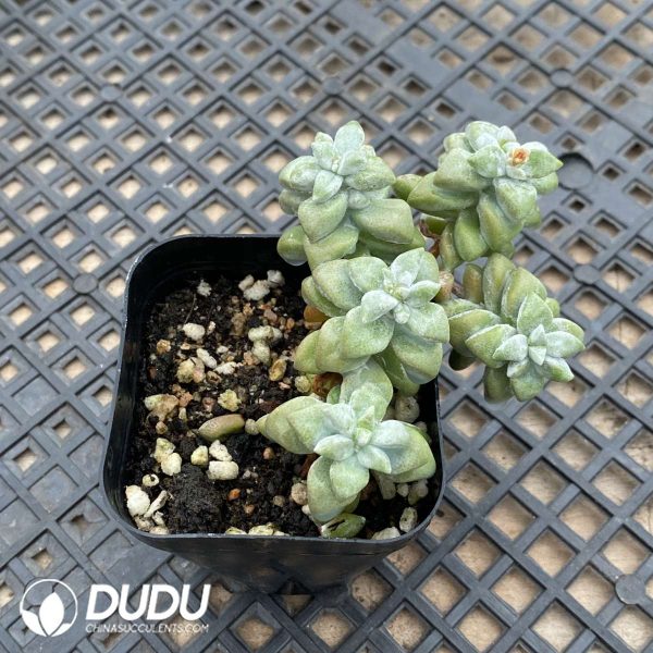 Crassula Egret Clustering - Image 2