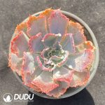 Echeveria Neon Breaker