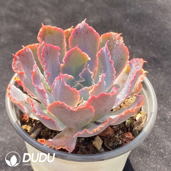 Echeveria Neon Breaker - Image 2