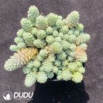 Sedum dasyphyllum Major Clustering