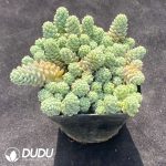 Sedum dasyphyllum Major Clustering - Image 2