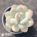 Graptopetalum Glutinous Rice Balls