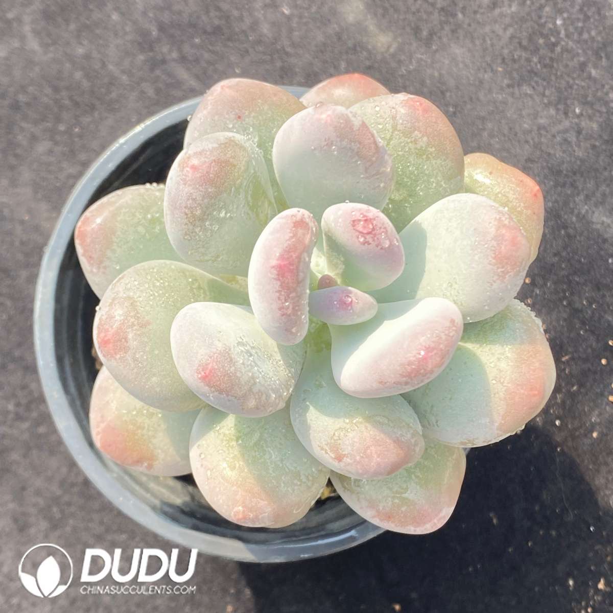 09644D90201.jpg Graptopetalum Glutinous Rice Balls - Image 1