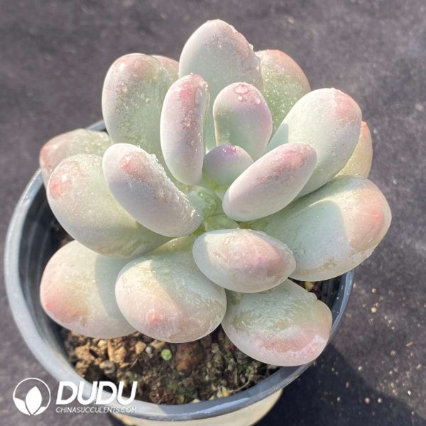 Graptopetalum Glutinous Rice Balls - Image 2